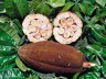 Купуасу - самый дорогой фрукт Латинской Америки