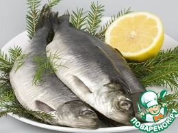 ������ ����