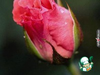 �������� ���� � �������� �����������