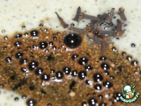 ������ � ������ ���� ��� ����� �����������