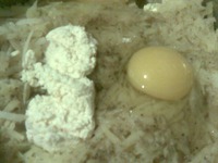 ������������ "���������" �����������