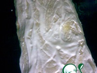 ������������ �������� �����������