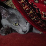 ���������� �� ������� � ����