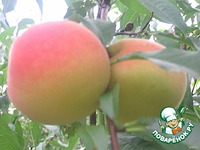 ����-������ � ��������� � ���������� �����������