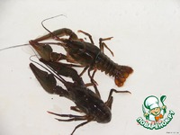 ���� � ���� �����������