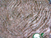 ����� "��������" �����������