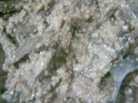 ������� �����������