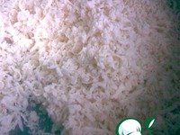 ������ �������� �����������