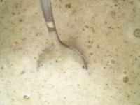 ���� ���������� �����������