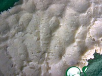 ������������ �������� �����������