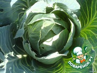 ����� "���������" �����������