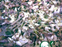 ������ �����������