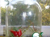 ������ �������� �����������