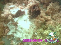 ����� ���� �����������