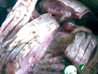 ���, ������� � �������� �����������