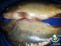 ������ ���� ���������� �����������