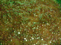 ���� "������� ���������" �����������