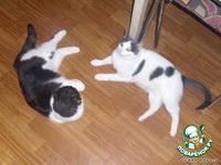 ������� ��-�������� �����������