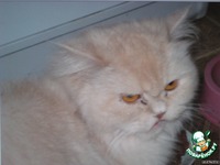 ������ ��� �� ��������� �����������