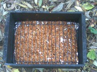 ���� �������� �������� �����������