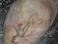 ���� ������������� "���������� �������" �����������