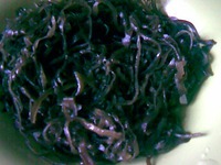 ����� "������" �����������