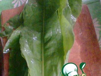 ������ ������� �� �����������