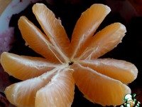 ����� ����������� ����������� �����������