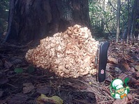 ���������� ��� ������� ���� � ��������� �����������