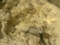 ������� "������������ ������" �����������