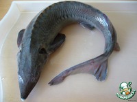 ����� "����������" �����������