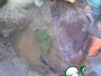 �������� ��-������� �����������