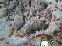 �������� � "����������" �����������