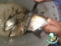 ������ ������ ���� �� ������� �����������