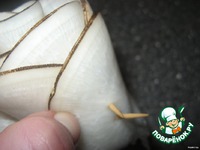 "�����" �� ������ ������ �����������