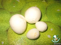 ������� "������� ��������" �����������