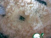 ����� �� ... ����� �����������