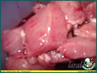 �������� � �������� ����� �����������