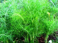 ��������� � �������� �����������