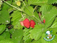 ����-������ � ��������� � ���������� �����������