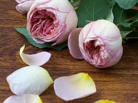 ��������� �������� �����������