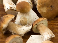 ������� �������� �����������