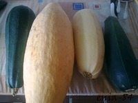 ������� ���������� �����������