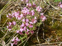 ��������� ���-���� � ������������ �����������