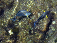 Strong tea on the beach �����������
