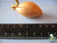 ��������� �� ���� "����������" �����������