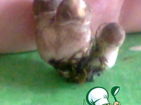 ������ ������� �� �����������