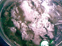 ������� "����" �����������