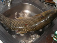 ������� ���� �����������