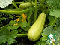 ����� "��������" �����������